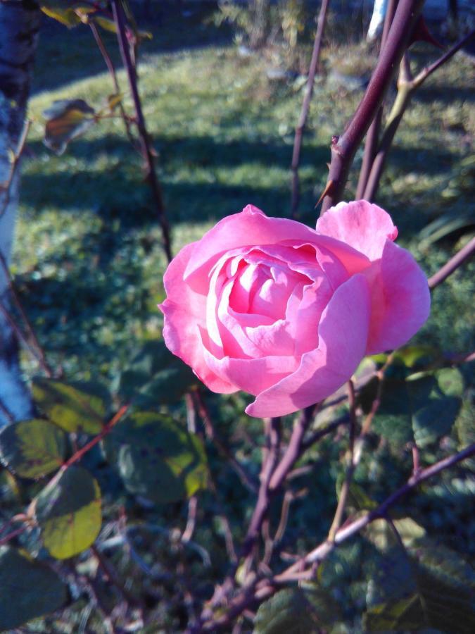 9 Plus - Orbeli Exterior foto
